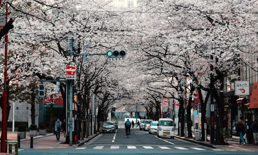 japan-april-cherry-blossom