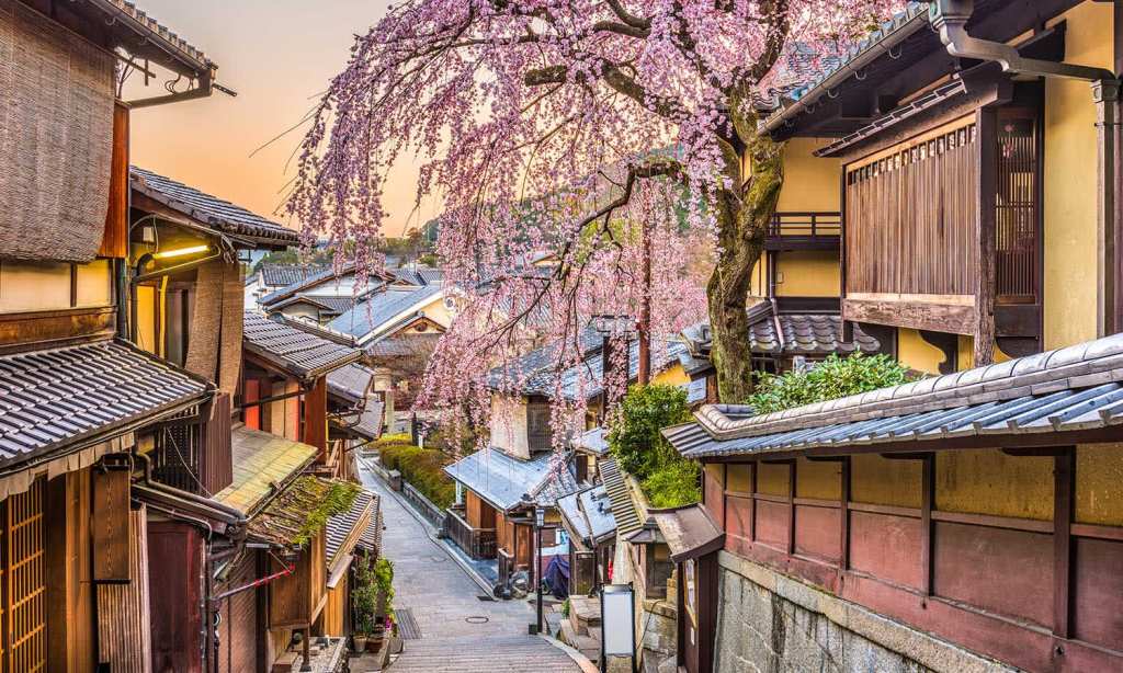 japan-cherry-blossom