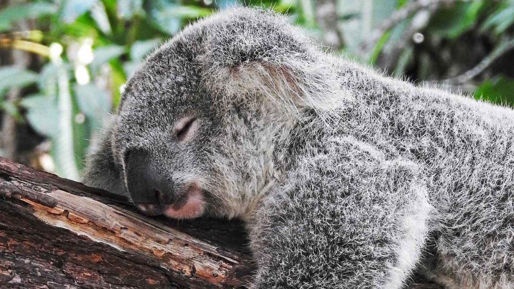 Sleeping koala