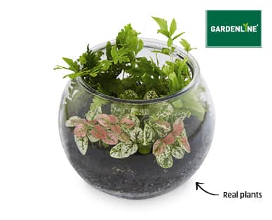 glass terrarium with plants