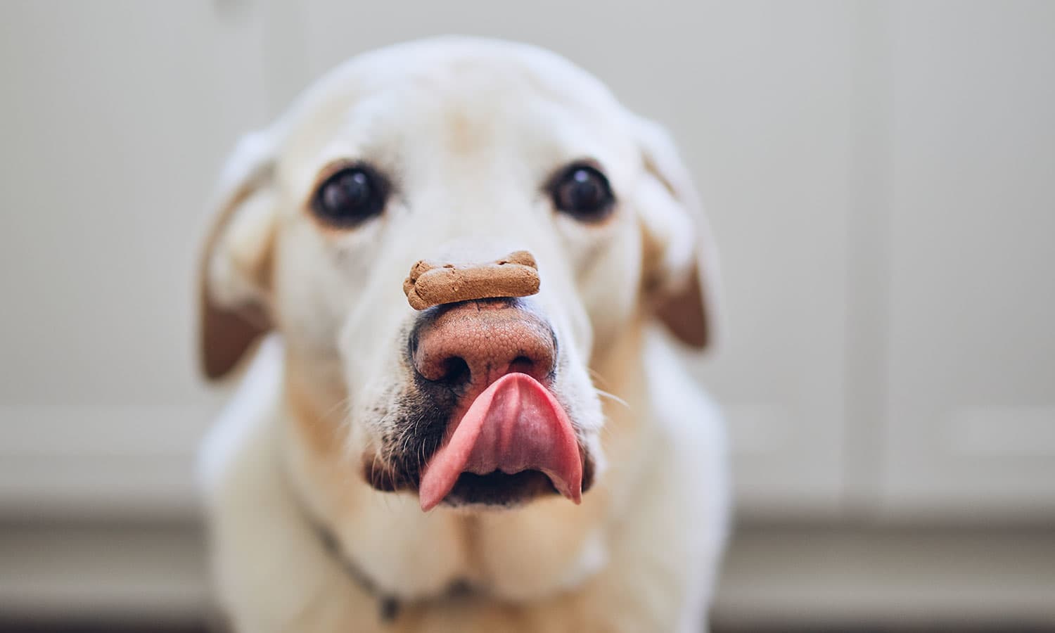 Coles shop dog bones