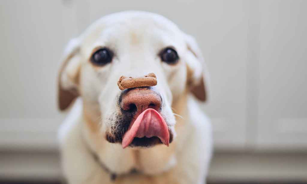 dog-treats