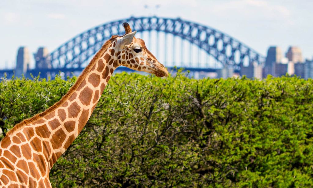 taronga-zoo