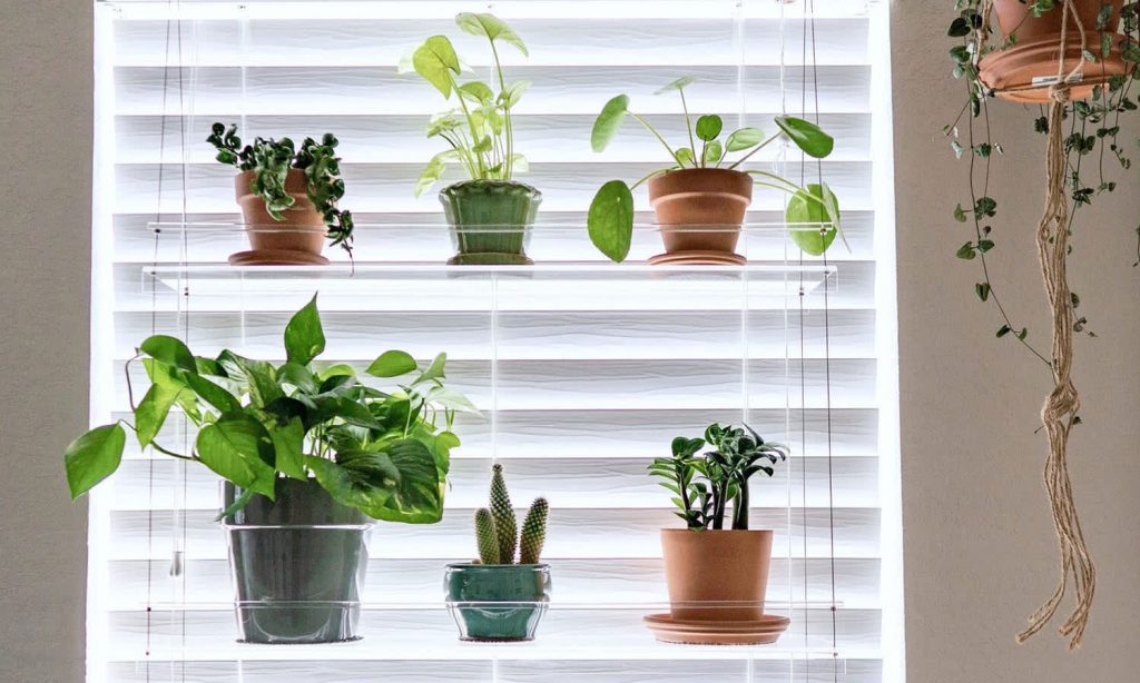 perspex-plant-shelf