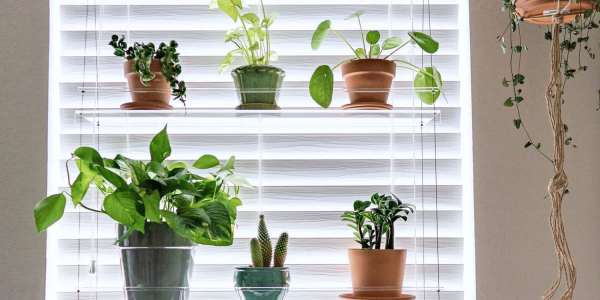 perspex-plant-shelf