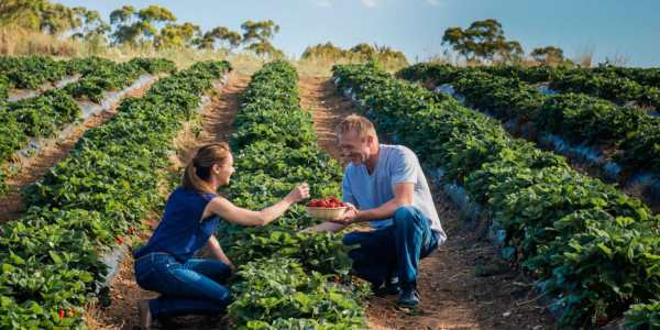 adelaide-hills-strawberries