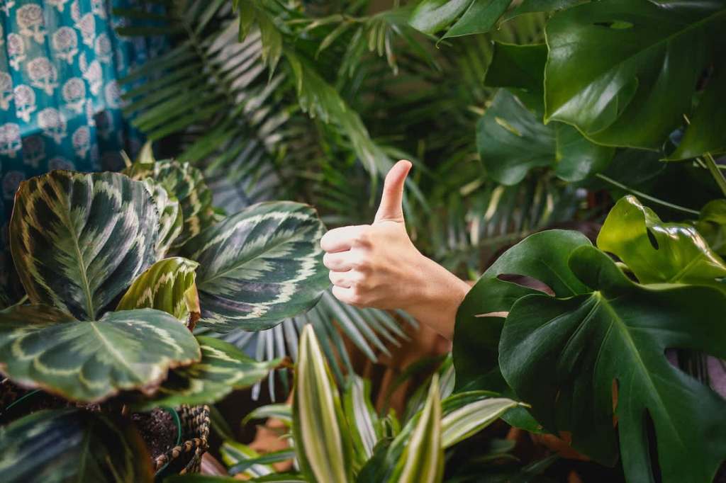 Indoor Plants