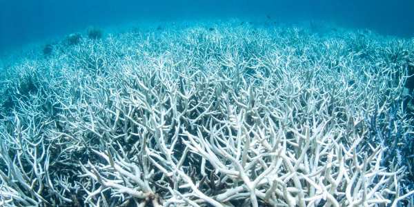 great-barrier-reef