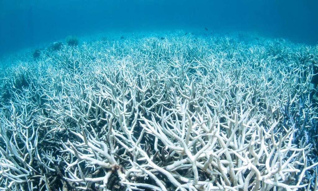 great-barrier-reef