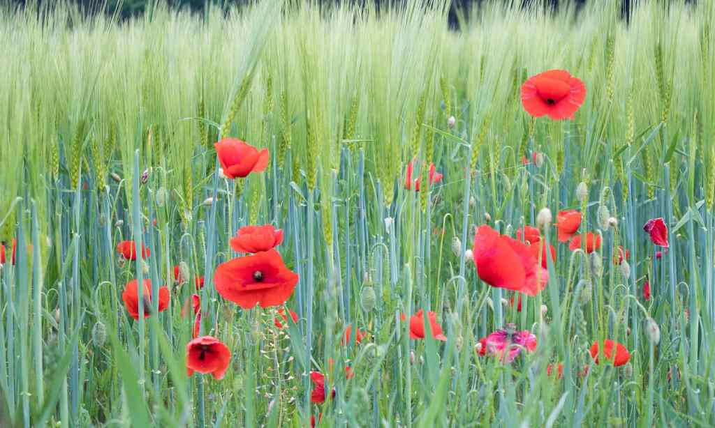 anzac-day-2021