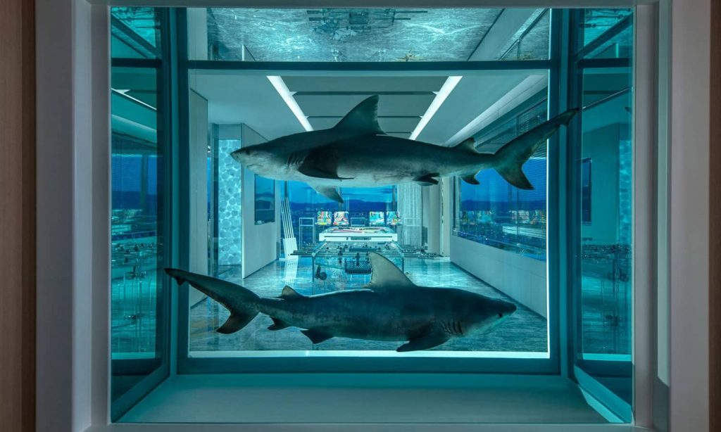 empathy-suite-sharks