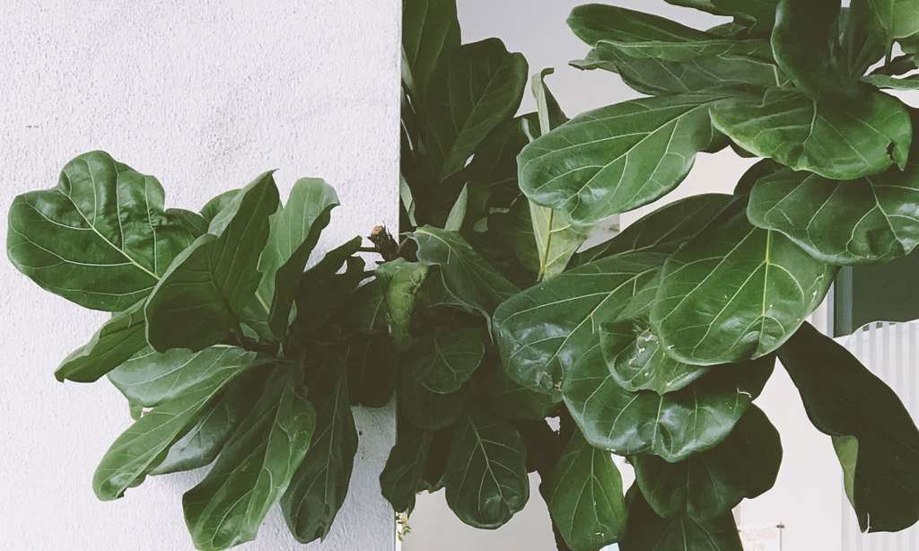 fiddle-leaf-fig