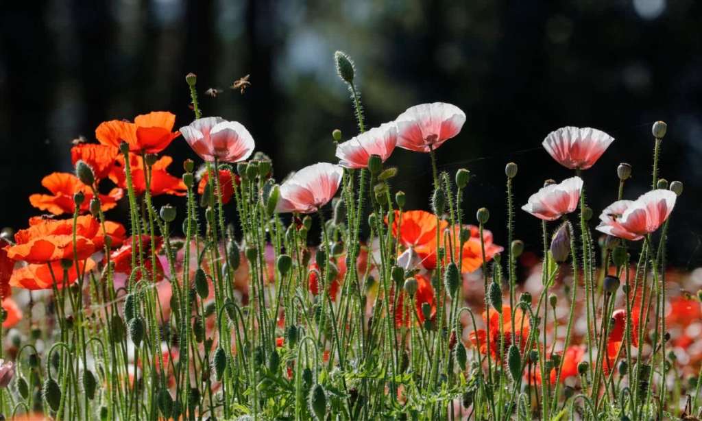 anzac day 2021