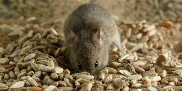 mouse plague nsw government