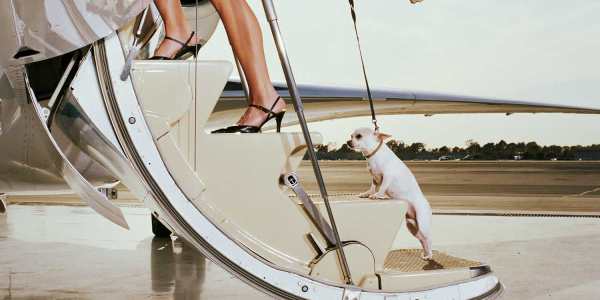 dogs-on-airplanes