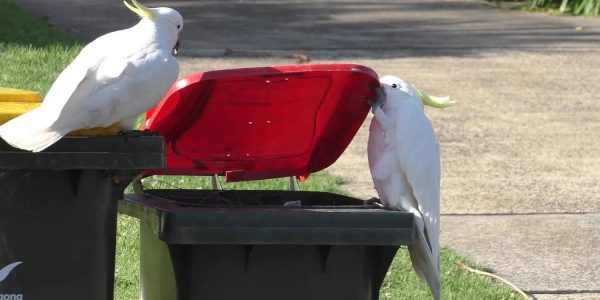 Cockatoos bins