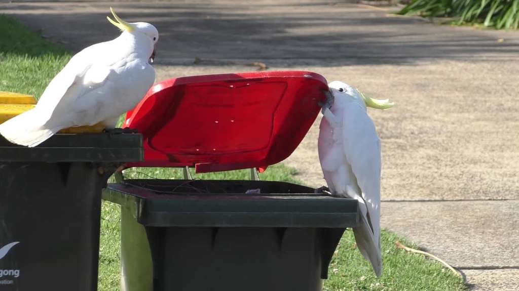 Cockatoos bins