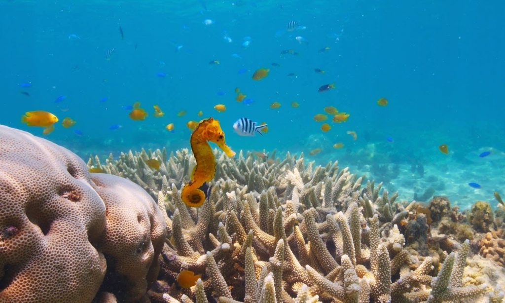Puff Wonders of the Coral Reef