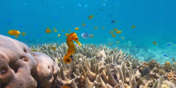 Puff Wonders of the Coral Reef