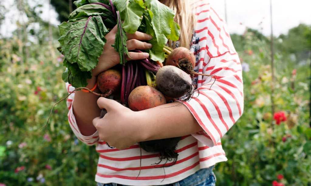 Kids veggie garden