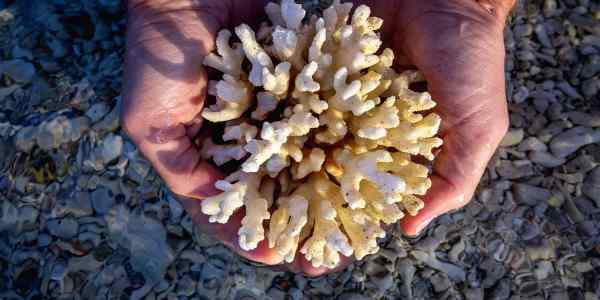 coral bleaching