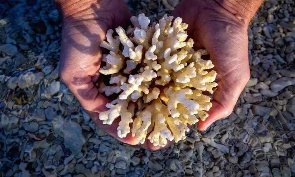 coral bleaching