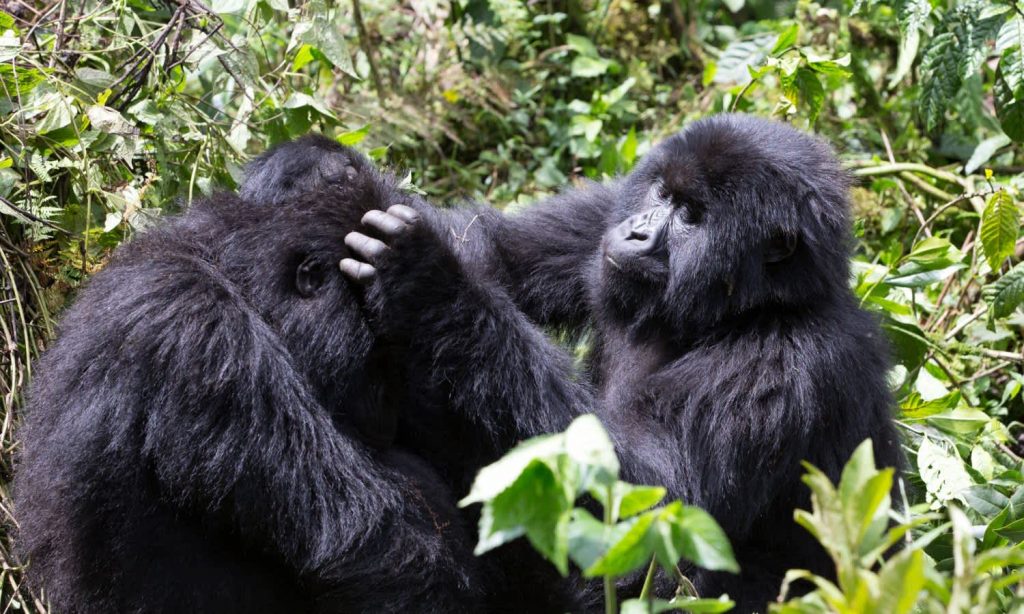 Mountain Gorillas in Rwanda