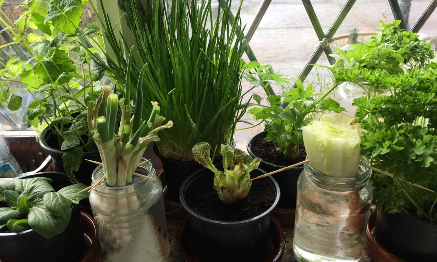 Spring onions regrowing