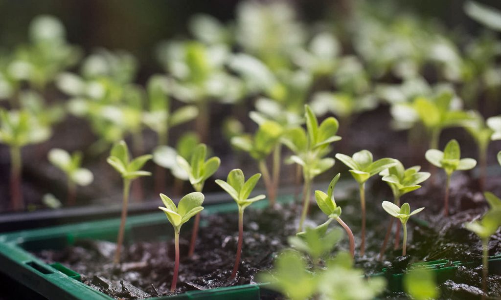 grow your own veggies to save money