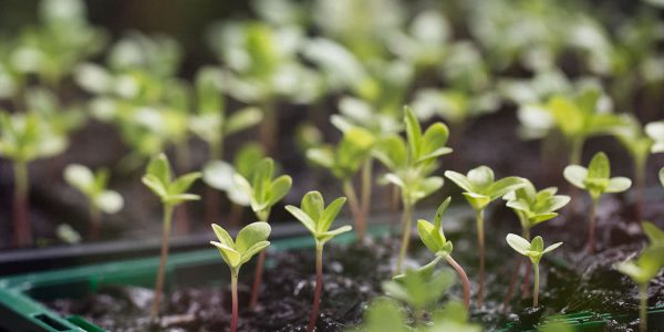 grow your own veggies to save money