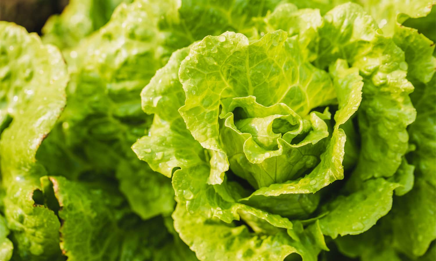 Close-up of iceberg lettuce.