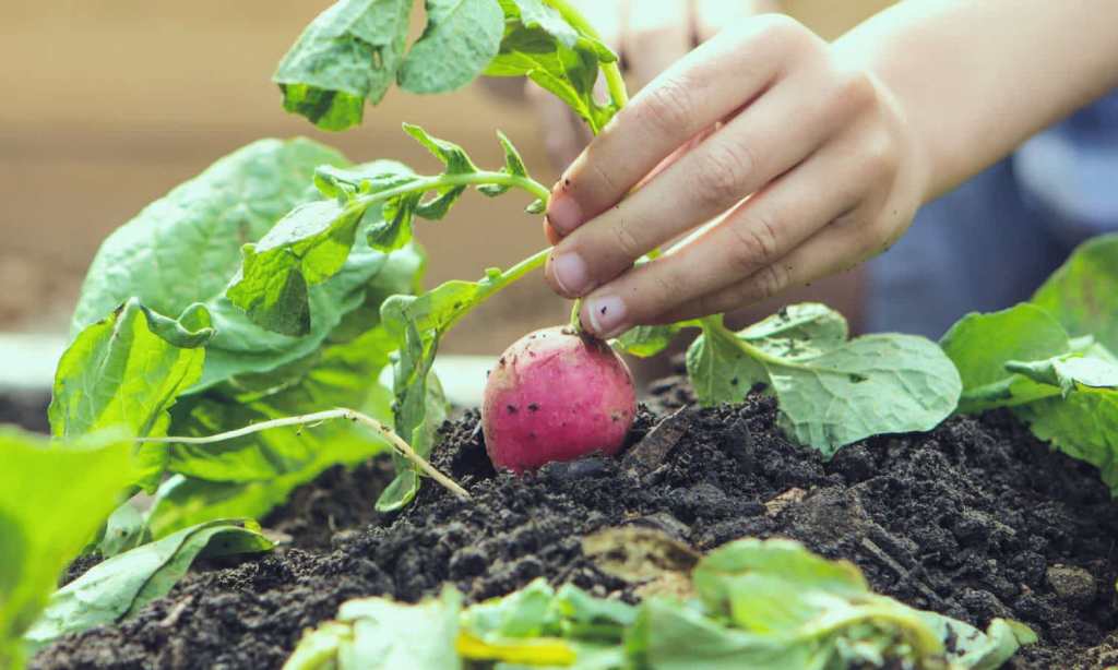 growing vegetables at home