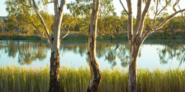 carbon offsetting with australian native trees
