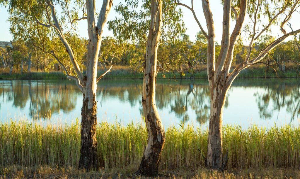 carbon offsetting with australian native trees