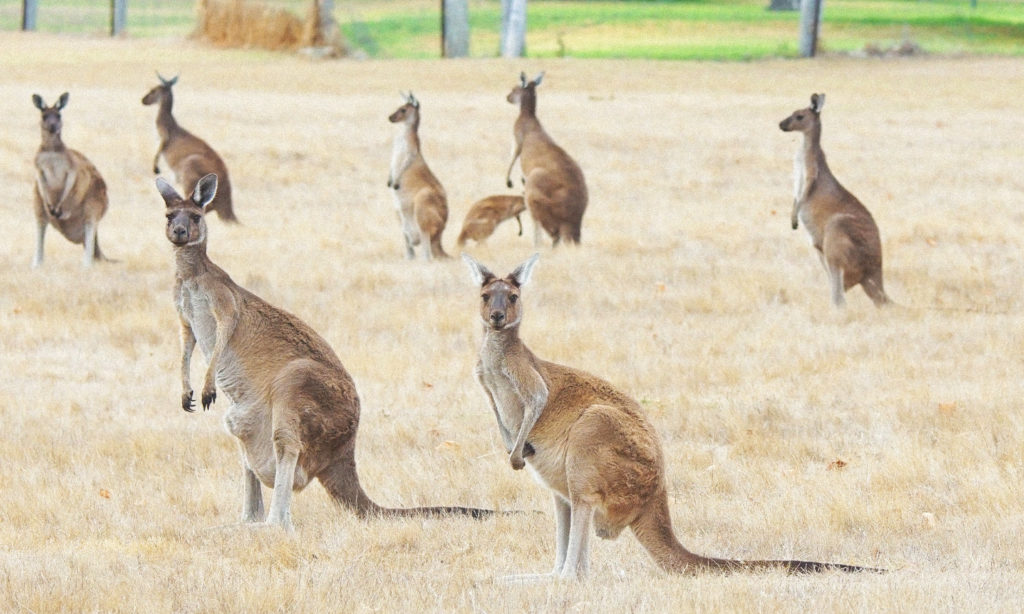 kangaroo attack