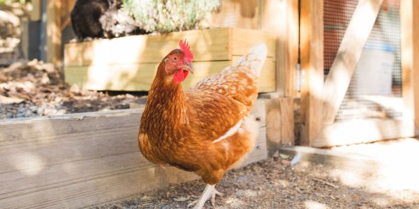 how to build a chicken coop