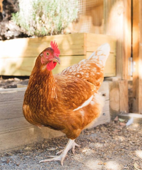 how to build a chicken coop