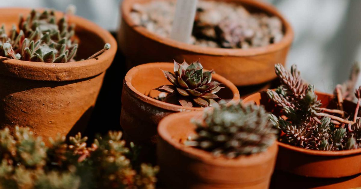 5 Reasons That Basic Terracotta Pots Are Superior For Keeping Your ...