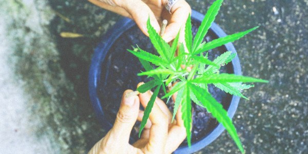 cannabis laws thailand australia greens legalise cannabis medicinal