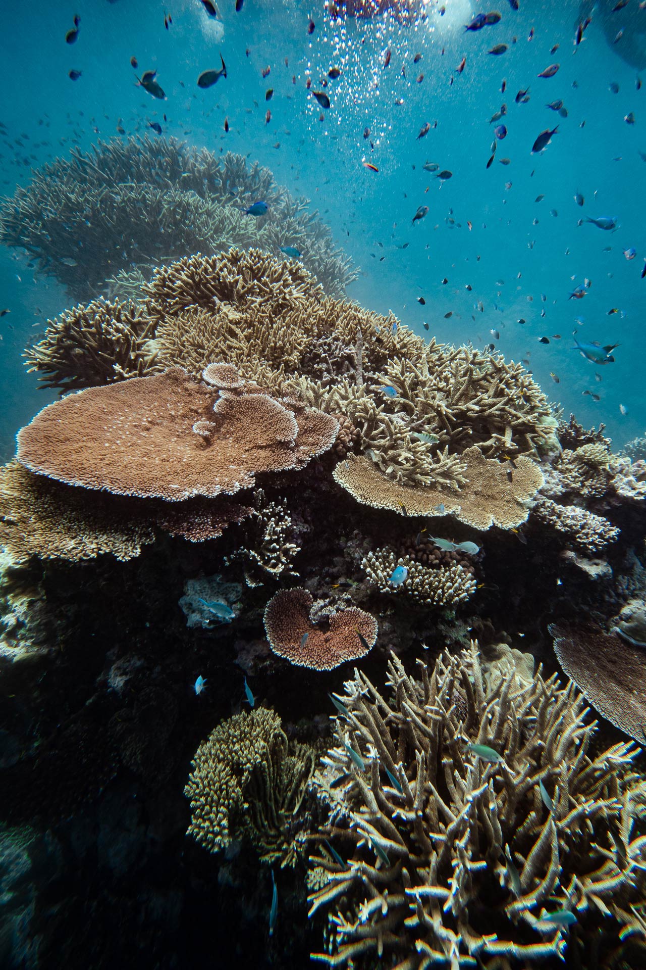 We Went to the Great Barrier Reef to Assess the Damage — Here's What We ...
