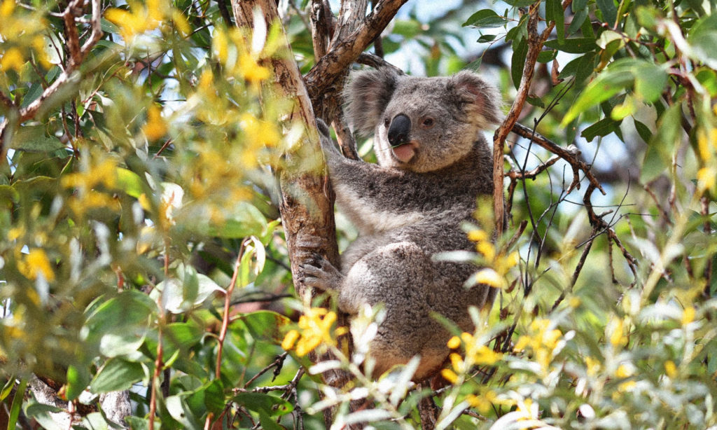 koala habitat endagered protection nsw