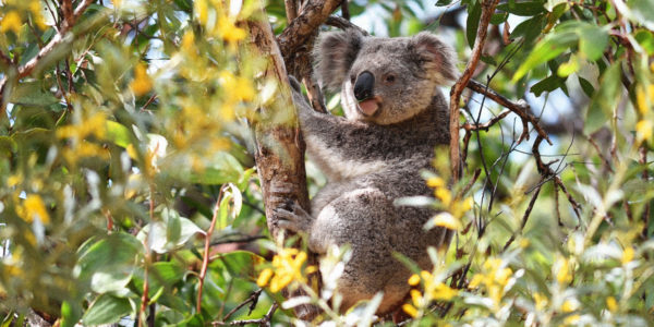 koala habitat endagered protection nsw