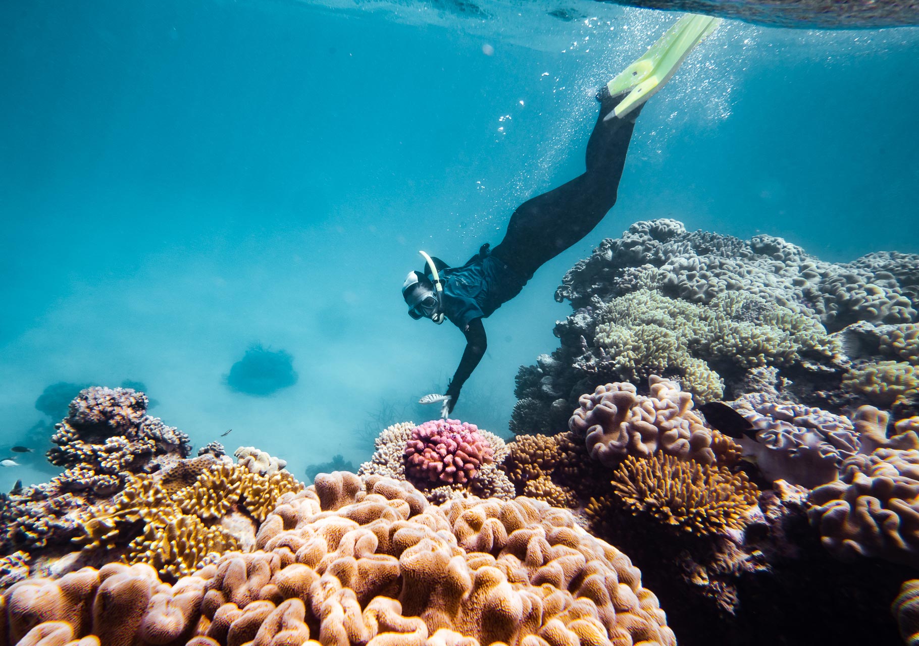 coral nurture program great barrier reef