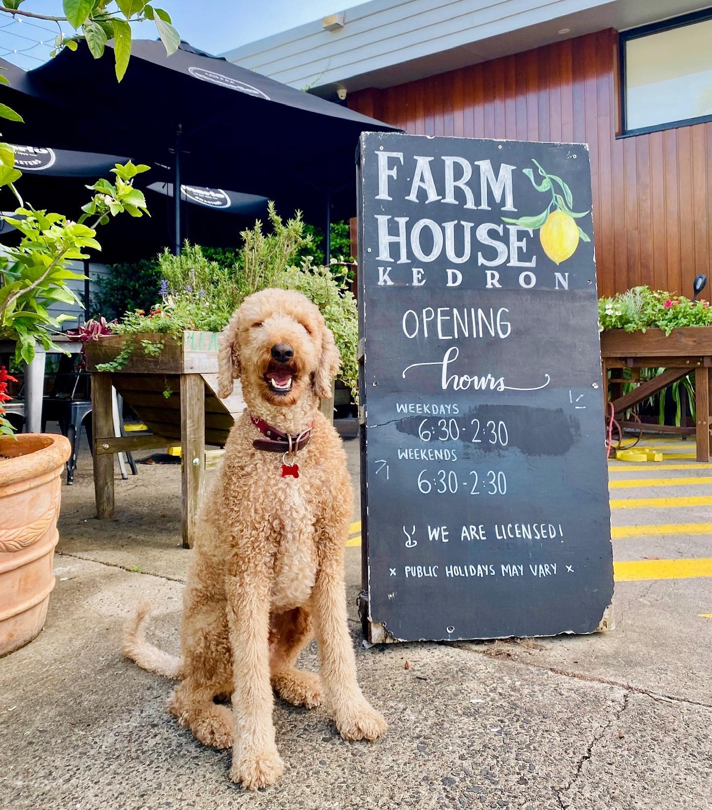 A dog next to a Farmhouse sign.