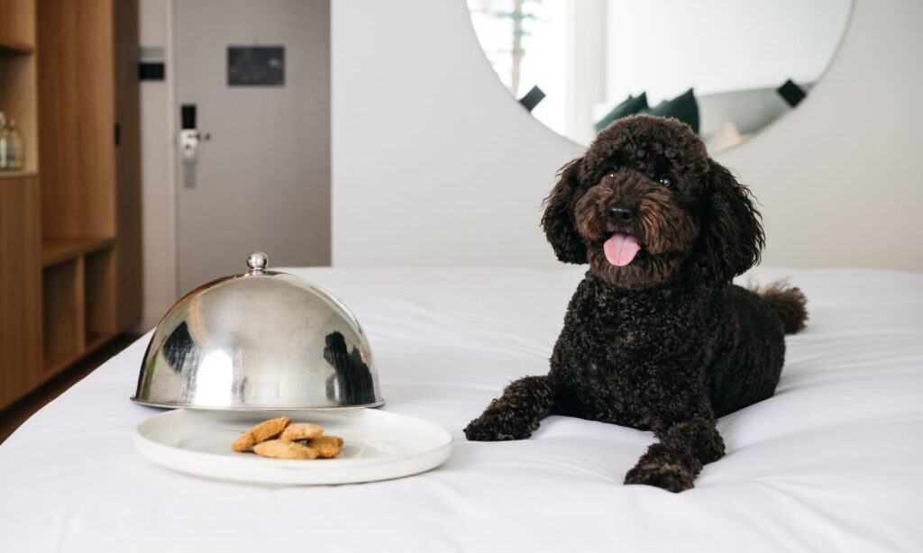 Manly Pacific dog friendly stay
