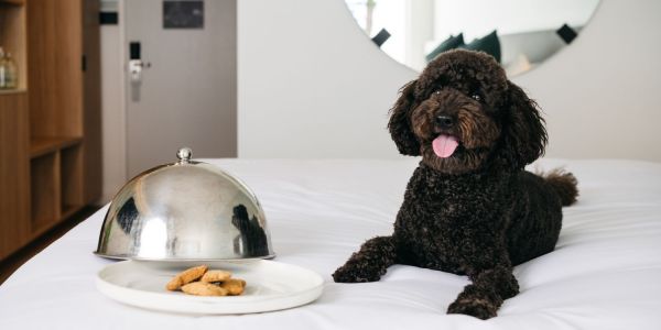 Manly Pacific dog friendly stay