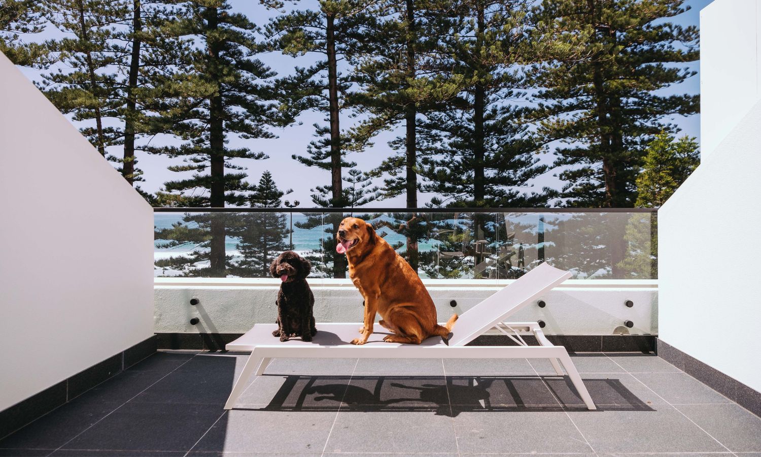 Manly Pacific pet friendly stay