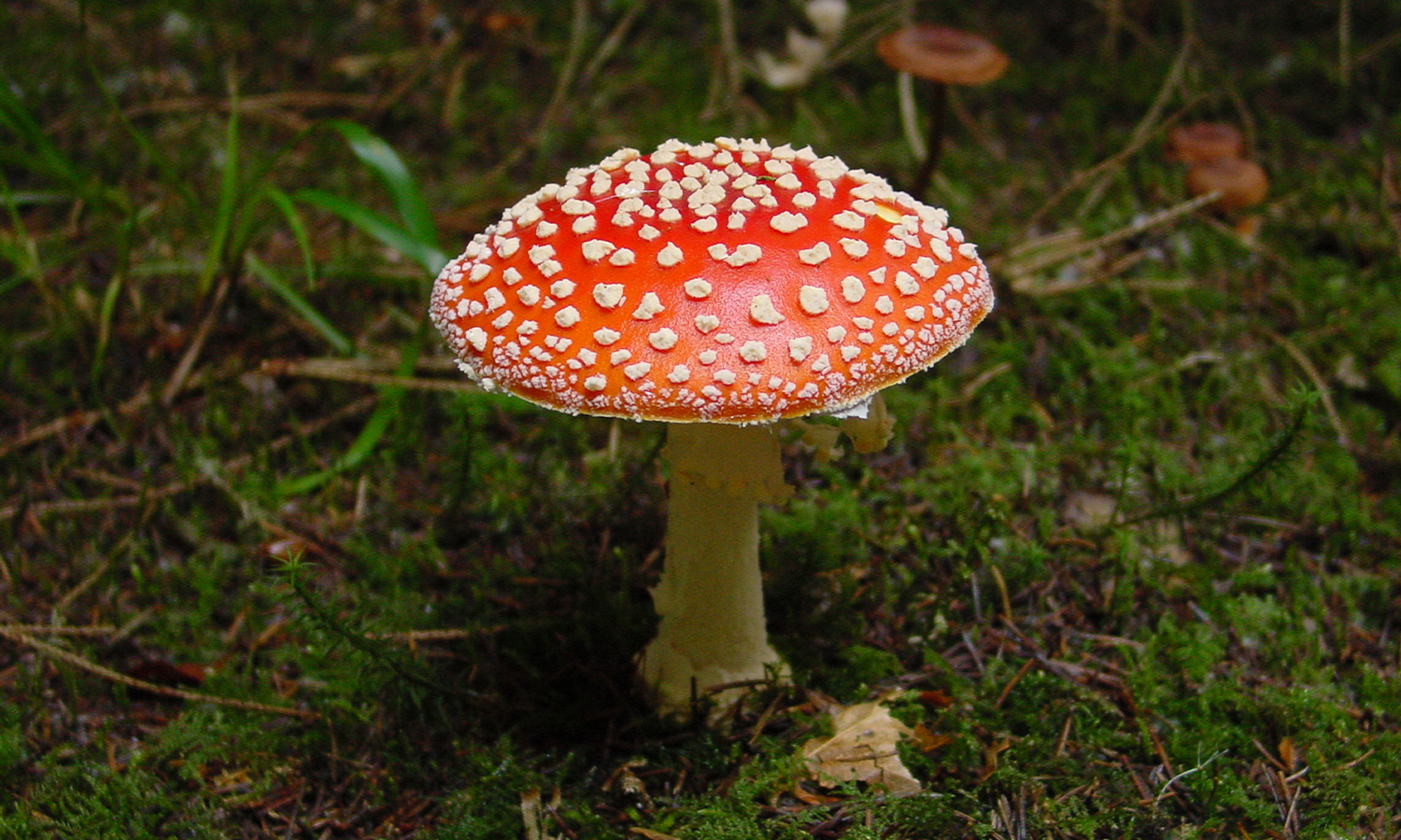 Toadstools or Amanita muscaria mushrooms. Not great for foraging.