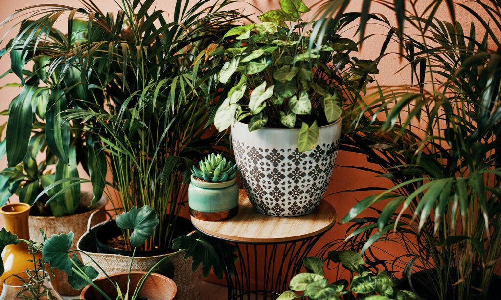 Image showing houseplants arranged together in pots to illustrate the best nurseries in Sydney.