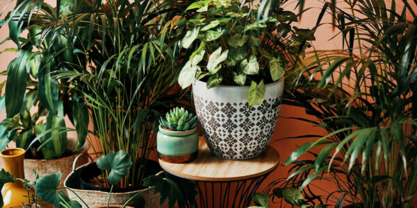 Image showing houseplants arranged together in pots to illustrate the best nurseries in Sydney.